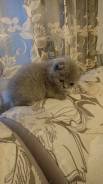 Шотландская вислоухая кошка.
