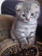Шотландская кошка.