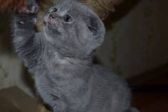 Шотландская вислоухая кошка.