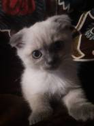 Шотландская вислоухая кошка.