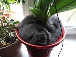 Вязка кошек.