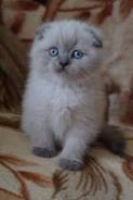 Шотландская кошка.