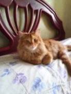 Кошки.