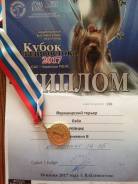 Йоркширский терьер.
