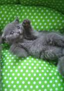 Шотландская прямоухая кошка.