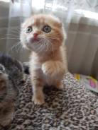 Шотландская кошка.