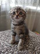Шотландская кошка.