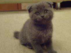 Шотландская вислоухая кошка.