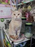 Шотландская кошка.