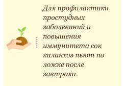 Каланхоэ.