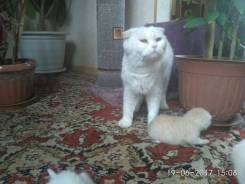 Шотландская кошка.