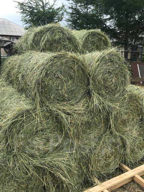 Продам сено, солома овсяная 2022 г, в мини-рулонах, Доставка ...