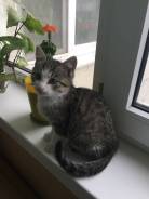 Кошки.
