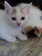 Кошки.