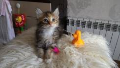 Кошки.