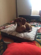 �����. ����