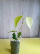 Фикус.