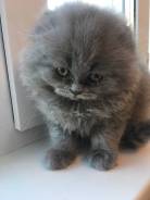 Шотландская кошка.