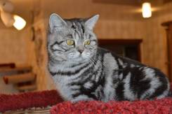 Британская кошка.