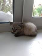 Кошки.