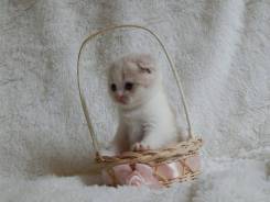 Шотландская вислоухая кошка.