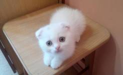 Шотландская вислоухая кошка.