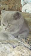 Британская кошка.
