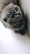 Шотландская кошка.