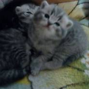 Шотландская кошка.