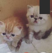 Экзотическая короткошерстная кошка.