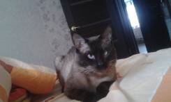 Сиамская кошка.