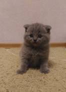 Шотландская вислоухая короткошерстная кошка.