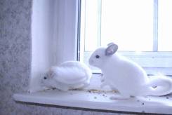 Шиншиллы.