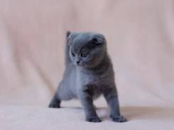 Шотландская кошка.