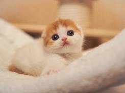 Шотландская вислоухая кошка.