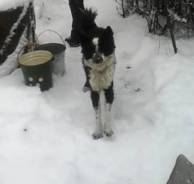 Собаки.
