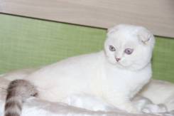 Шотландская вислоухая кошка.
