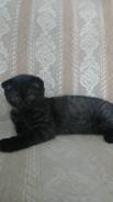 Шотландская вислоухая кошка.