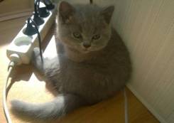 Шотландская прямоухая кошка.