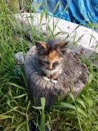 Кошки.