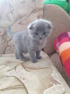 Шотландская вислоухая кошка.
