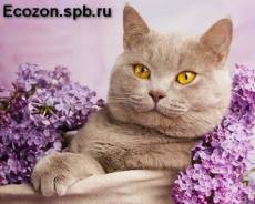 Кошачий дезинфектор. Под заказ