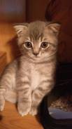 Шотландская кошка.