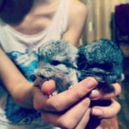 Шиншиллы.