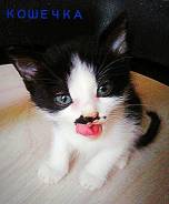 Котенок
