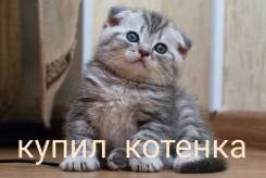 Вязка кошек.