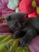 Шотландская вислоухая кошка.