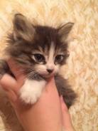 Кошки.
