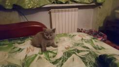 Шотландская кошка.