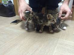 Кошки.